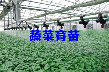 蔬菜育苗行業(yè)發(fā)展歷程及五大趨勢（附報告目錄）