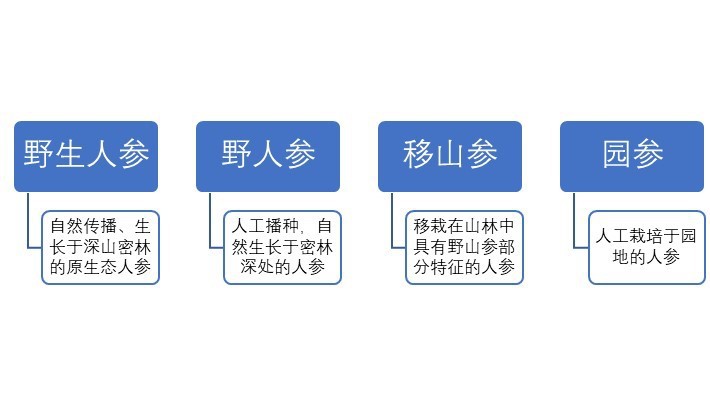 2020-2026年國內(nèi)外參種植及加工業(yè)前景預(yù)測報(bào)告(圖1)