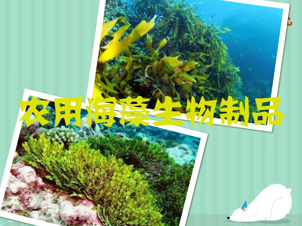 2020-2026年中國農(nóng)用海藻生物制品行業(yè)發(fā)展與市場前景預測報告(圖1)